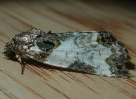 Tufted Bird-dropping Moth